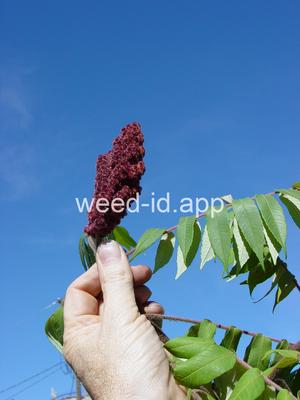 sumac, staghorn
