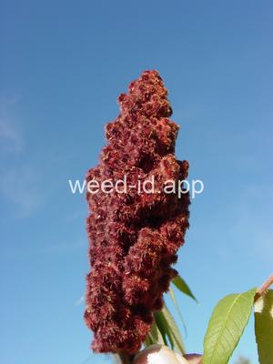 sumac, staghorn