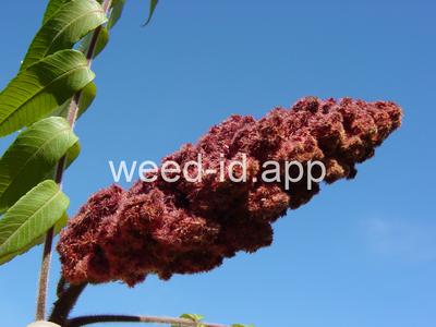 sumac, staghorn