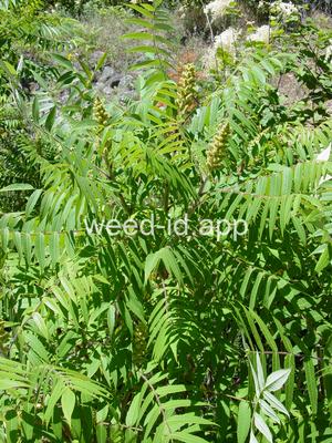 sumac, staghorn