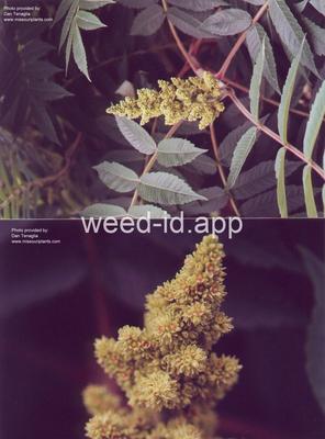 sumac, staghorn