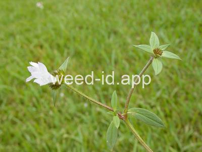 Richardia grandiflora