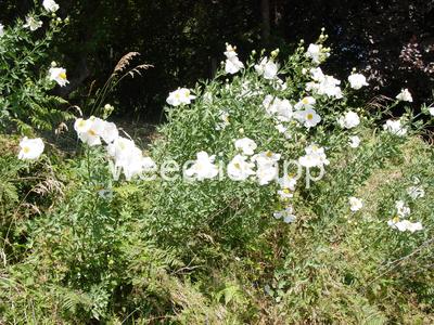 Romneya coulteri