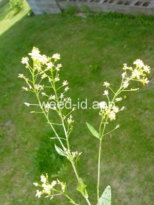 fieldcress, Austrian