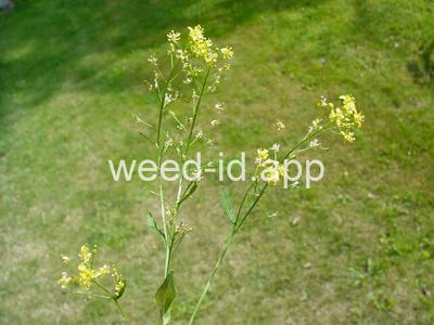 fieldcress, Austrian