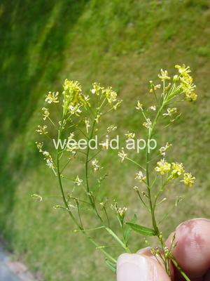 fieldcress, Austrian