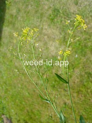 fieldcress, Austrian