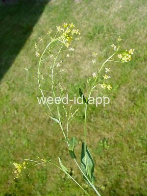 fieldcress, Austrian