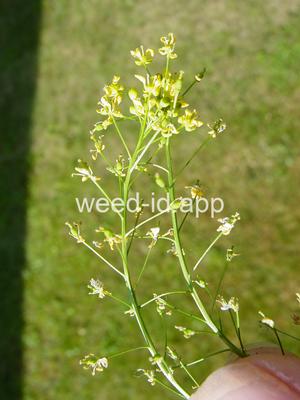 fieldcress, Austrian