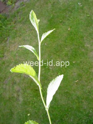 fieldcress, Austrian