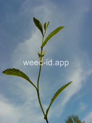 fieldcress, Austrian