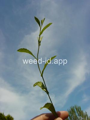 fieldcress, Austrian