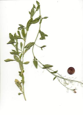 fieldcress, Austrian