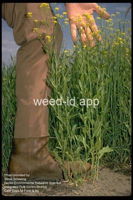 fieldcress, Austrian