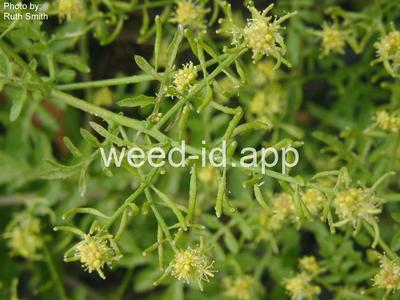 yellowcress, western