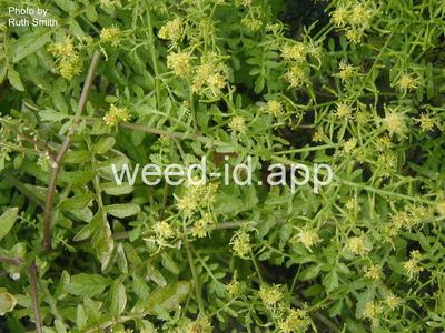 yellowcress, western