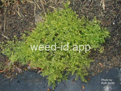 yellowcress, western