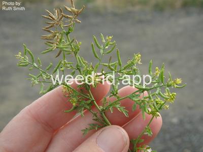 yellowcress, western