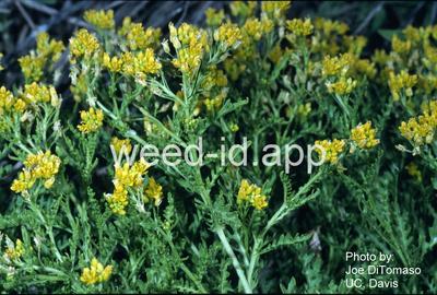 yellowcress, spreading