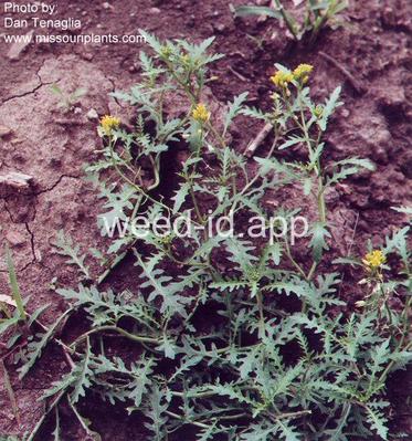 yellowcress, spreading