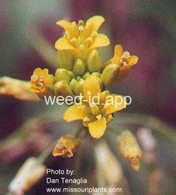 yellowcress, spreading