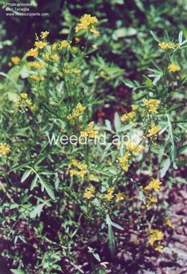 fieldcress, yellow