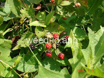 blackberry, common