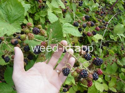 blackberry, Himalaya