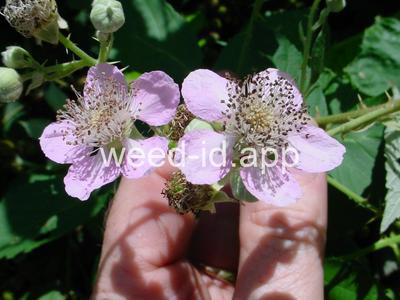 blackberry, Himalaya