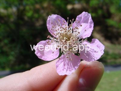 blackberry, Himalaya