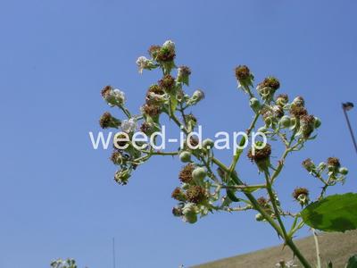 blackberry, Himalaya