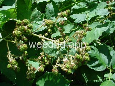 blackberry, Himalaya