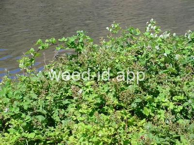 blackberry, Himalaya