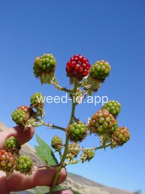blackberry, Himalaya
