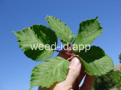 blackberry, Himalaya