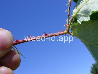 blackberry, Himalaya