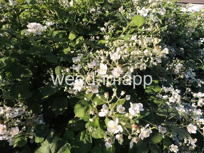 blackberry, Himalaya