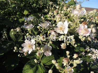 blackberry, Himalaya