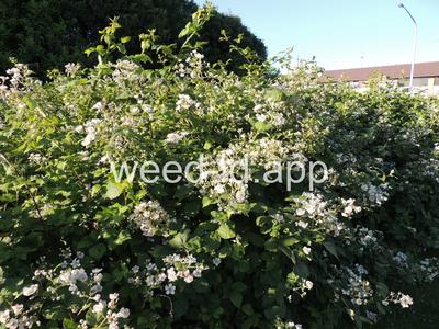 blackberry, Himalaya