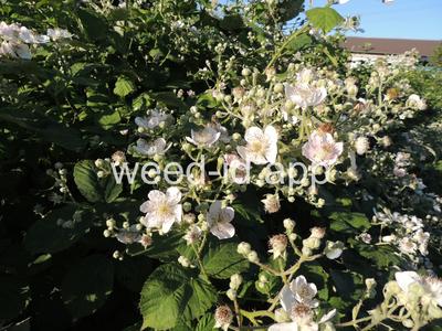 blackberry, Himalaya