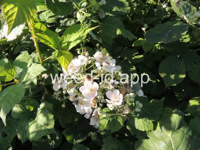 blackberry, Himalaya