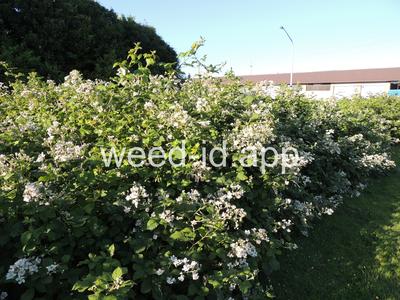 blackberry, Himalaya