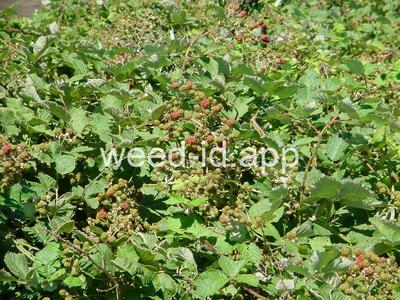 blackberry, Himalaya