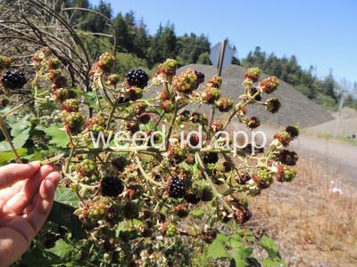 blackberry, Himalaya