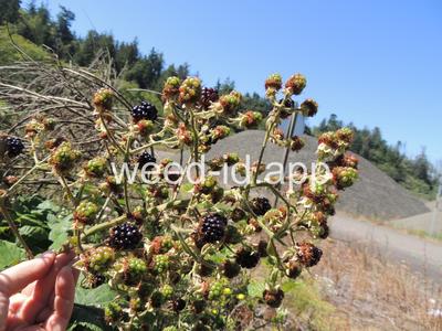 blackberry, Himalaya