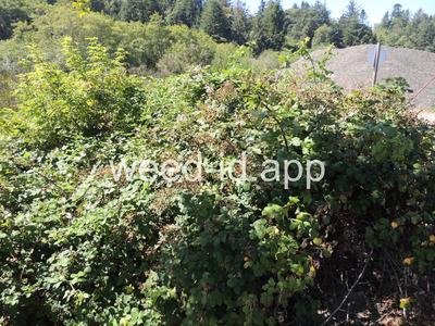 blackberry, Himalaya