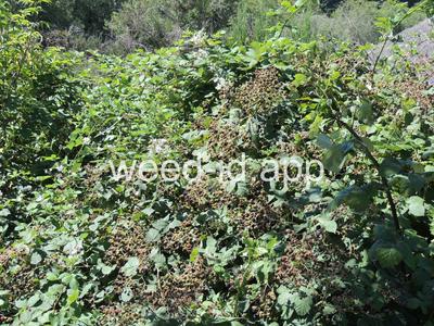 blackberry, Himalaya