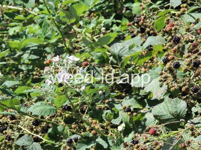 blackberry, Himalaya