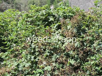 blackberry, Himalaya