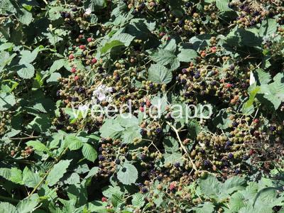 blackberry, Himalaya